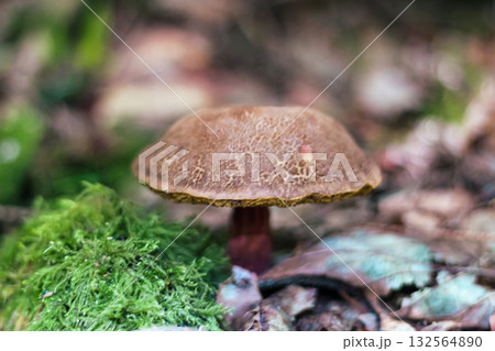 Wild Mushroom Growing Among Moss and Leaves 132564890