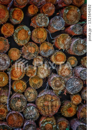 Cluster of Tropical Palm Seeds With Natural Texture and Color Variation Cluster of Tropical Palm Seeds With Natural Texture and Color Variation 132564892