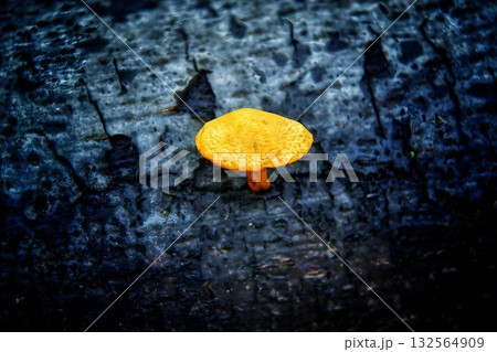 Bright Orange Mushroom on Charred Wood in Forest Setting Bright Orange Mushroom on Charred Wood in Forest Setting 132564909