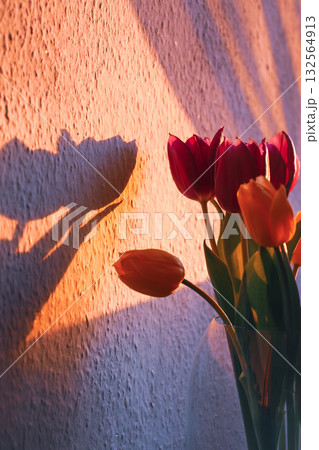 Tulip Bouquet With Dramatic Shadows on Textured Wall- Germany Tulip Bouquet With Dramatic Shadows on Textured Wall- Germany 132564913