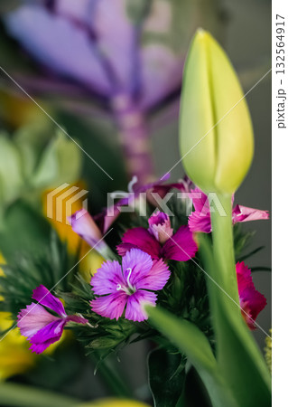 Yellow Tulip Bud With Dianthus and Purple Rose in Floral Bouquet- Germany 132564917