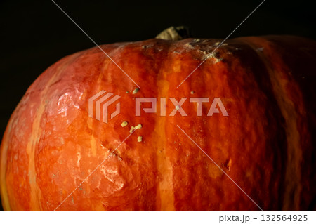 Close-Up of Orange Pumpkin With Stem and Textured Surface- Germany Close-Up of Orange Pumpkin With Stem and Textured Surface- Germany 132564925