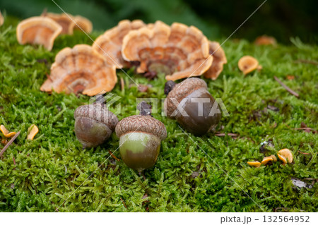 Acorns and Turkey Tail Fungi on Mossy Forest Floor with Orange Structures Acorns and Turkey Tail Fungi on Mossy Forest Floor with Orange Structures 132564952
