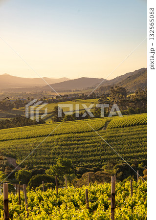 Vineyard landscape at sunset. Stellenbosch, South Africa. vine grapes rows. Wine farm.  132565088