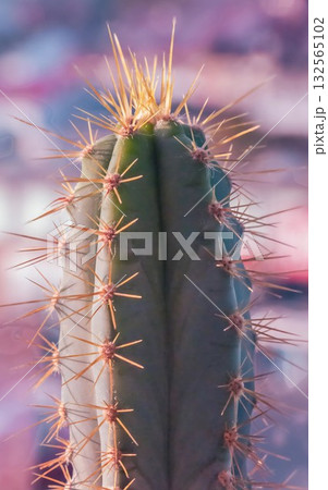 Close-Up of Columnar Cactus with Yellow Spines on Colorful Background 132565102