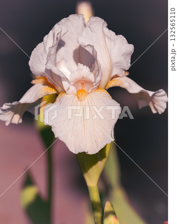 White Iris Flower Close-Up with Yellow Center 132565110