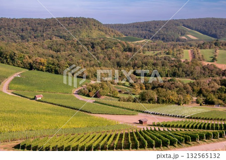 Vineyard Rows in Rural Wine Region Vineyard Rows in Rural Wine Region 132565132