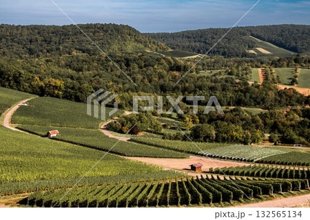 Autumn Vineyard Landscape with Forested Hills 132565134