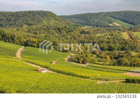 Vineyard in Rolling Hills Under Soft Sky Vineyard in Rolling Hills Under Soft Sky 132565138