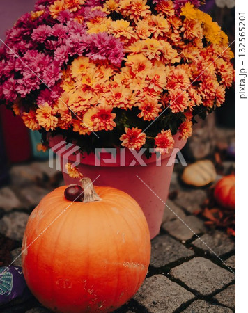 Autumn Pumpkin and Chrysanthemum Display Autumn Pumpkin and Chrysanthemum Display 132565201