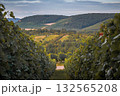 Idyllic autumnal Vineyard in Harvest Season 132565208