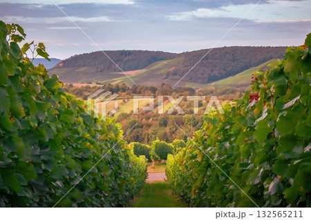 An artistic and abstract image of Vineyard Textures 132565211