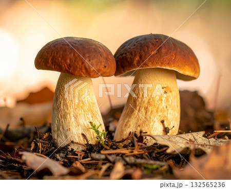 Two Brown Capped Mushrooms on Leaf Covered Forest Floor During Golden Hour 132565236