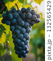 A Lush Cluster of Grapes at Harvest. 132565429