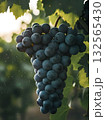 Juicy Wine Grapes with Glistening Dew. 132565430