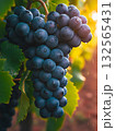 Ripe Grapes on the Vine in Sunlight. 132565431