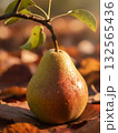 Harvest Time: Fresh Pear on Fall Leaves. 132565436