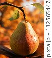 A Pear in Golden Autumn Light. 132565447