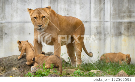 子を守るライオンの母の視線 132565592