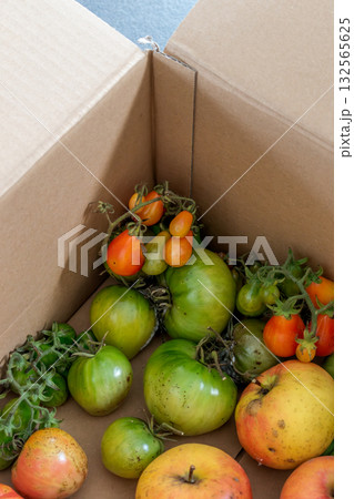 Green tomatoes in a cardboard box, the ethylene released by the apples helps the tomatoes ripen 132565625