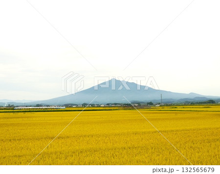 岩木山と稲穂 132565679