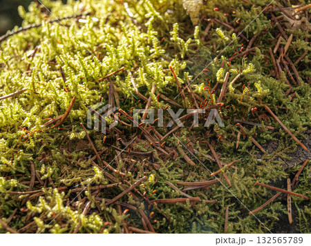 Green moss on the ground in the forest close up. Natural background Green moss on the ground in the forest close up. Natural background 132565789