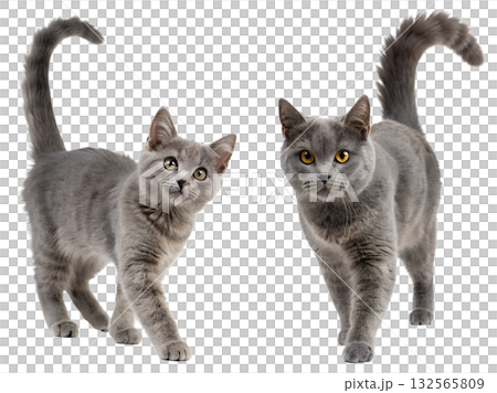 Adorable grey cat walking with its fluffy tail raised up, isolated on transparent background, perfect for pet love and animal themes 132565809