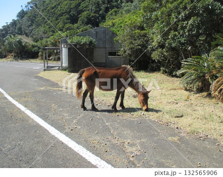宮崎県串間市都井岬、道路で草を食べている日本唯一の野生馬「御崎馬」 132565906