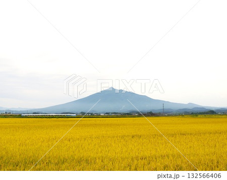 黄金色に輝く稲穂と岩木山 132566406
