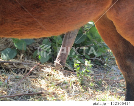 宮崎県串間市都井岬、道路で草を食べている日本唯一の野生馬「御崎馬」のペニス 132566414