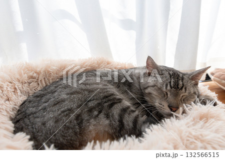 窓辺で眠る猫 サバトラ猫 窓辺で眠る猫 サバトラ猫 132566515