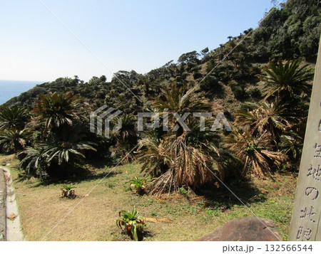 宮崎県串間市都井岬、国の特別天然記念物に指定されている蘇鉄の自生地 132566544