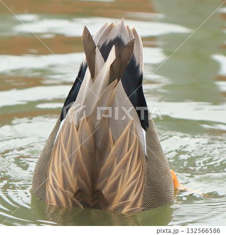 オスのオカヨシガモの美しい羽根 132566586