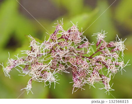 秋の七草フジバカマの花 秋の七草フジバカマの花 132566815