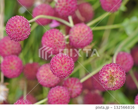 ガイラルディア・グレープセンセーションの花 ガイラルディア・グレープセンセーションの花 132566816