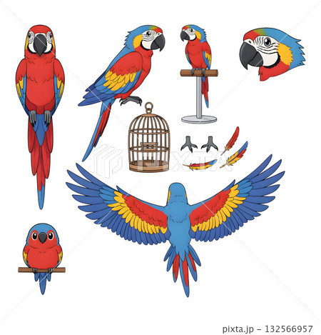 Set of parrot character. illustration design Set of parrot character. illustration design 132566957