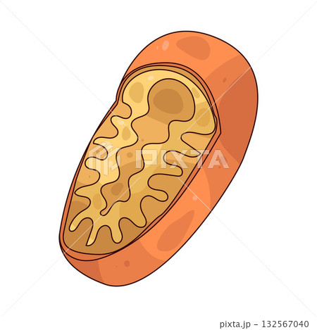 illustration of Mitochondria 132567040