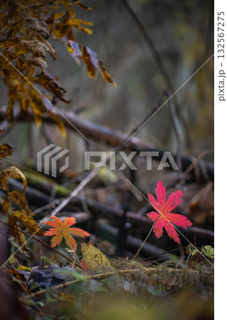 Red autumn leaves in dark forest background Red autumn leaves in dark forest background 132567275