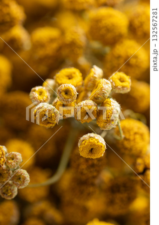 Dried tansy flowers macro close-up in natural light 132567281