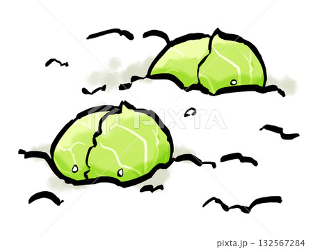 雪中キャベツ （筆タッチ・野菜） シンプル 132567284