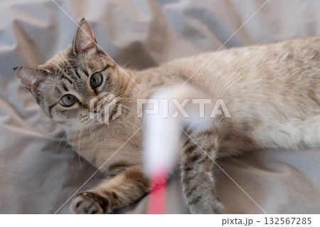 おもちゃで遊ぶ猫 おもちゃで遊ぶ猫 132567285