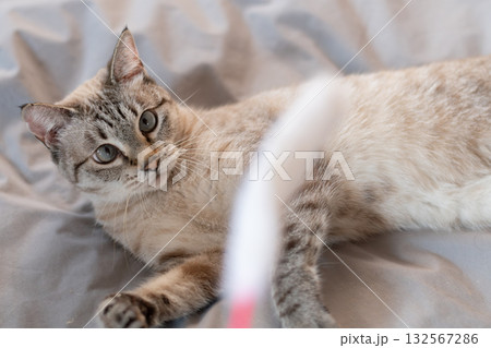 おもちゃで遊ぶ猫 おもちゃで遊ぶ猫 132567286