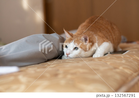 気になって見つめる猫　茶トラ白 132567291
