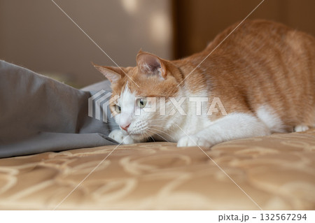 気になって見つめる猫 茶トラ白 気になって見つめる猫 茶トラ白 132567294