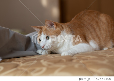 気になって見つめる猫 茶トラ白 気になって見つめる猫 茶トラ白 132567400