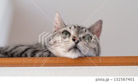 高い所でくつろぐ可愛い猫 サバトラ猫 高い所でくつろぐ可愛い猫 サバトラ猫 132567401