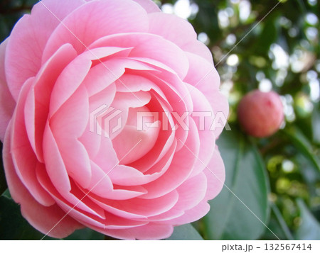 乙女椿の繊細な花弁 132567414