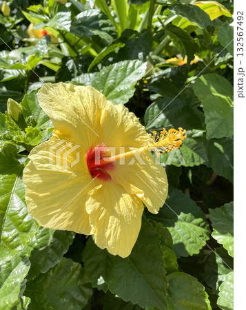 南国の太陽に照らされる黄色いハイビスカスの花 132567492