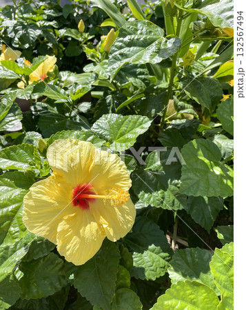 南国の太陽に照らされる黄色いハイビスカスの花 南国の太陽に照らされる黄色いハイビスカスの花 132567494