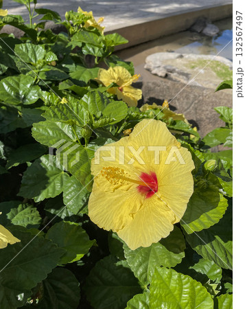 南国の太陽に照らされる黄色いハイビスカスの花 132567497